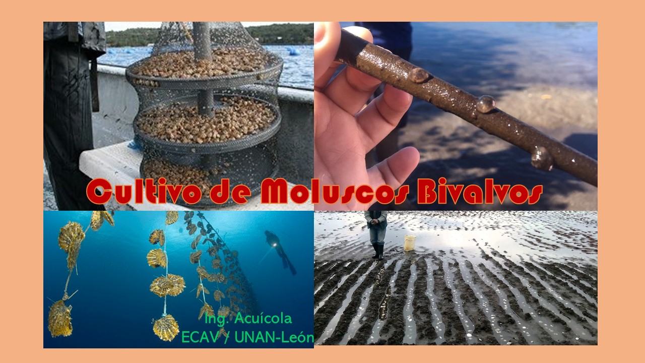 Electiva EA 9: Cultivo de Moluscos Bivalvos 